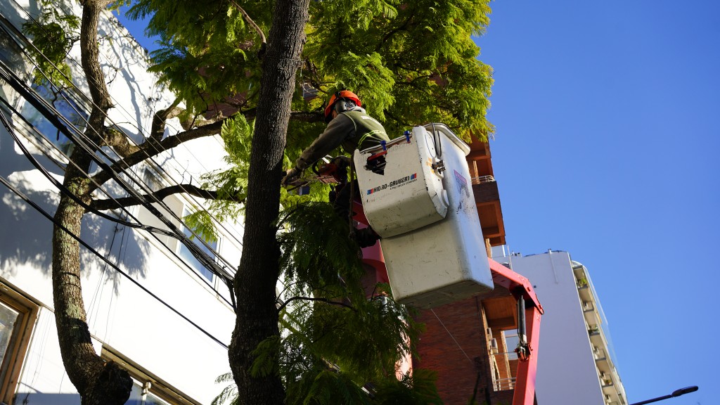  LOS VECINOS YA PUEDEN SOLICITAR LA PODA DEL 2025 EN VICENTE LÓPEZ