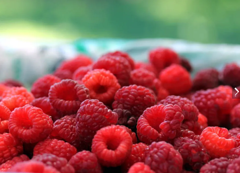 FIN DE SEMANA CON DURAZNO, TOMATE, FRAMBUESA, GIRASOL, CORVINA Y MUCHO DEPORTE