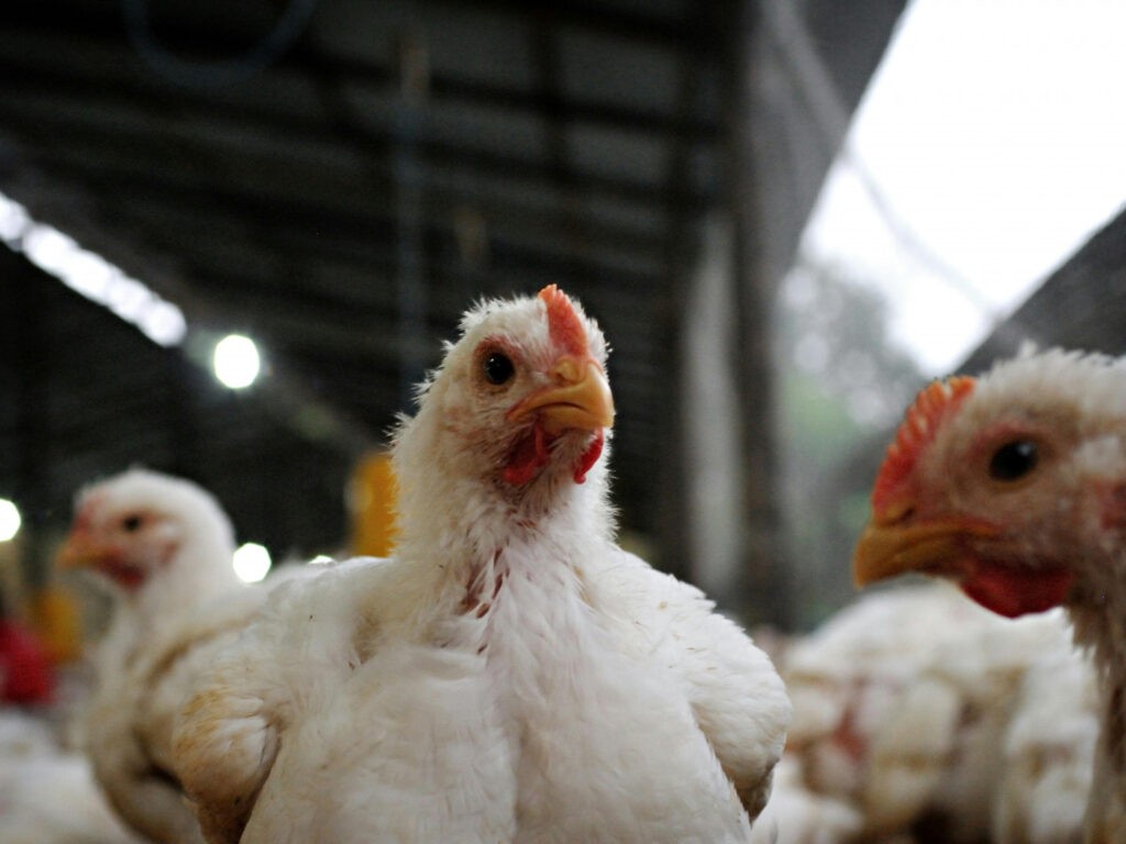 COMUNICADO DEL CÍRCULO DE VETERINARIOS DE NAVARRO TRAS DETECTARSE UN FOCO DE INFLUENZA AVIAR