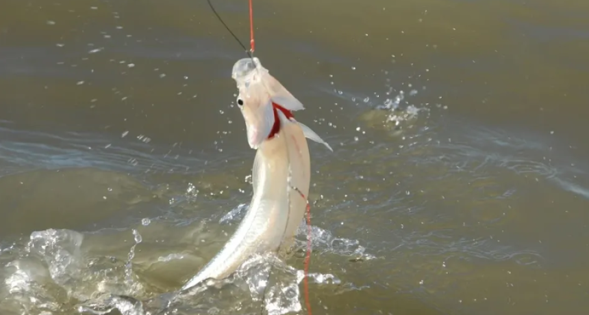 PEJERREY: COMIENZA LA VEDA DE LA PESCA DEPORTIVA EN LA PROVINCIA DE BUENOS AIRES
